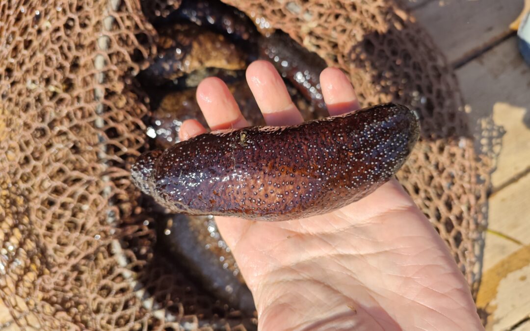 Installation of IMTA modules in Albania