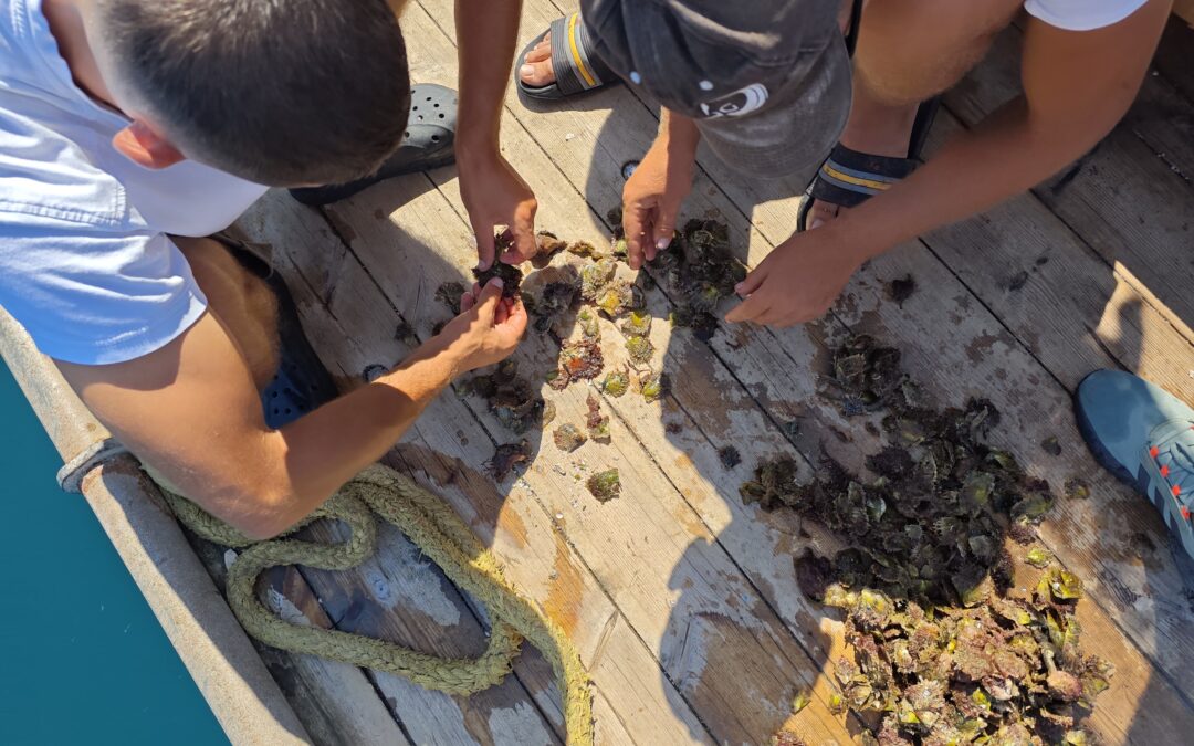 Blue economy and blue biotechnology in Albania