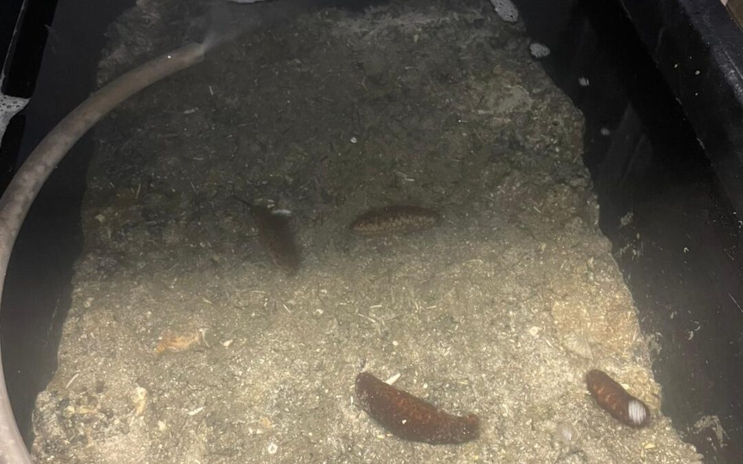 Indoors sea cucumbers cultivation in Slovenia