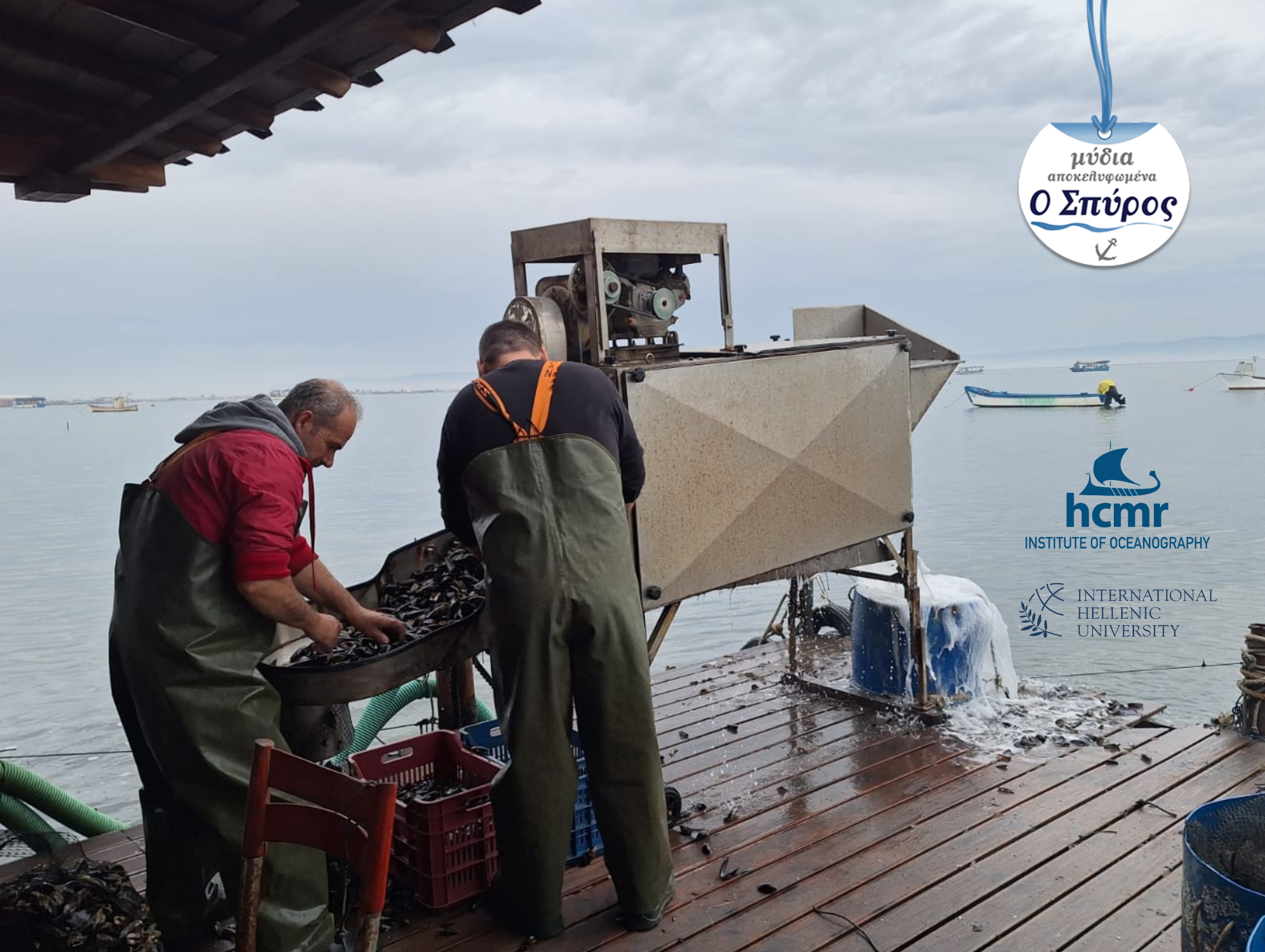 Algae leaves. By Peter de Lange - https://www.inaturalist.org/photos/49633469, CC0