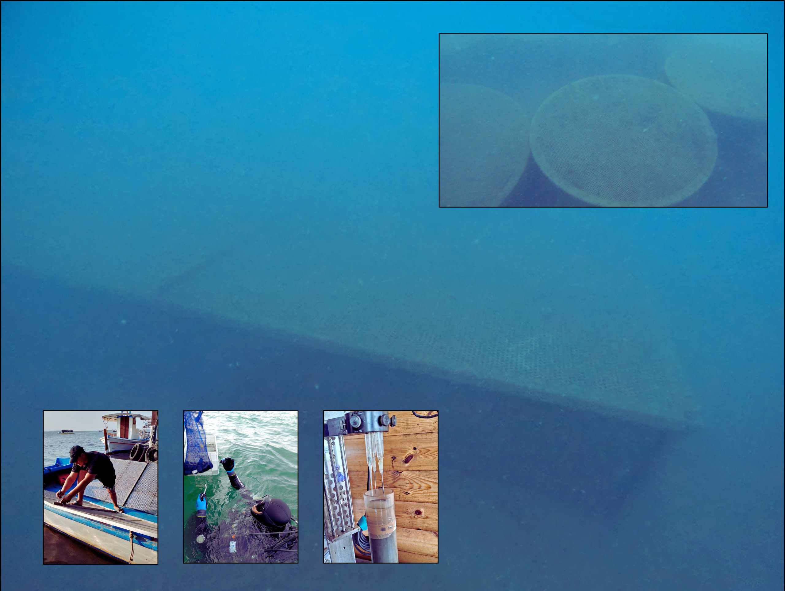 Algae leaves. By Peter de Lange - https://www.inaturalist.org/photos/49633469, CC0